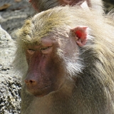 hellabrunn_11