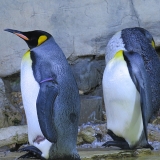 hellabrunn_13