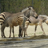 hellabrunn_2