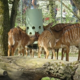 hellabrunn_3