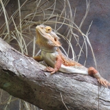 hellabrunn_6
