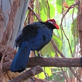 hellabrunn_9